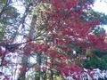 nikko-toshogu_jinja-spectacular_red_maple_with_wishes.jpg