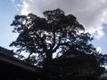 himeji-himejijo-tree_silhouette.jpg