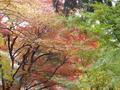 kyoto-arashiyama-pretty_rainbow_forest.jpg