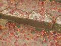 kyoto-arashiyama-senkouji-maple_leaves_on_steps.jpg