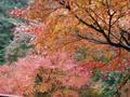 kyoto-arashiyama-senkouji-maple_out_window.jpg