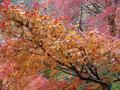 kyoto-arashiyama-senkouji-maple_out_window_good_sharp_closeup.jpg