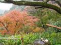 kyoto-arashiyama-senkouji-rainbow_spray_tree_and_fountain.jpg