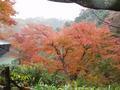 kyoto-arashiyama-senkouji-rainbow_spray_tree_from_outside.jpg