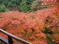 kyoto-arashiyama-senkouji-rainbow_spray_tree_out_window.jpg