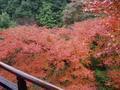 kyoto-arashiyama-senkouji-rainbow_spray_tree_out_window_pink_shifted.jpg