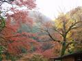 kyoto-arashiyama-senkouji-red_green_yellow_progression.jpg