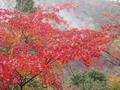 kyoto-arashiyama-senkouji-red_tree_from_steps.jpg