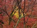 kyoto-arashiyama-senkouji-yellow_through_red.jpg