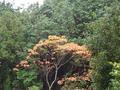 kyoto-arashiyama-yellow_in_the_midst_of_green.jpg