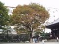 kyoto-honnouji-courtyard_tree_turning_colors_slightly_blurry.jpg