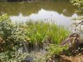 kyoto-kinkakuji-purple_lake_flowers.jpg