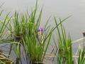 kyoto-kinkakuji-purple_lake_flowers_closer_blurry.jpg