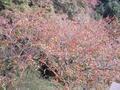 kyoto-kiyomizudera-autumn_leaves2.jpg