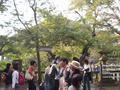 kyoto-kiyomizudera-general_crowd_shot_with_pretty_tree1.jpg