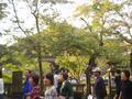 kyoto-kiyomizudera-general_crowd_shot_with_pretty_tree2.jpg