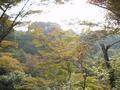 kyoto-kiyomizudera-japanese_maple_in_gully.jpg