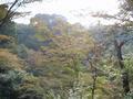 kyoto-kiyomizudera-japanese_maple_in_gully_blurry.jpg