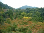 fromjason/kyoto-kiyomizudera-pretty_trees_in_gully.jpg