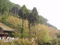 kyoto-kiyomizudera-weird_tall_trees.jpg