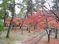 kyoto-koryuji-branch_silhouette.jpg