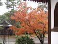 kyoto-koryuji-flaming_tree_blurryish.jpg