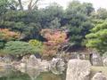 kyoto-nijojo-niyomaru_palace-garden_bridge_autumn_leaves.jpg