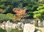 fromjason/kyoto-nijojo-niyomaru_palace-gorgeous_tree_in_full_autumn_colors.jpg