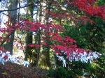 fromjason/nikko-toshogu_jinja-red_maple.jpg