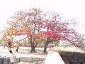 osaka-osakajo_koen-gorgeous_rainbow_tree.jpg