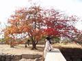 osaka-osakajo_koen-gorgeous_rainbow_tree_truer_colors.jpg