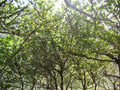 kaena-canopy_at_the_end_of_the_road.jpg