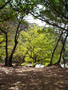 kaena-tree_at_the_end_of_the_road.jpg