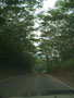 kalihiwai_bay-heading_down_the_green_tunnel.jpg