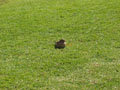 marriott-sparrow_in_the_grass.jpg