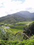 princeville-taro_fields_arial1.jpg