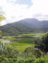 princeville-taro_fields_arial2.jpg