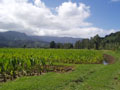 princeville-taro_fields_downvalley1.jpg