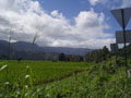 princeville-taro_fields_downvalley2.jpg