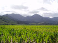 princeville-taro_fields_straightup.jpg