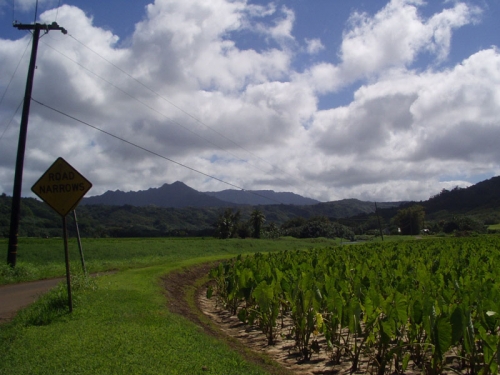 princeville-taro_fields_upvalley.jpg