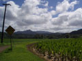 princeville-taro_fields_upvalley.jpg